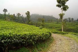 Hal ini kemudian menjadi salah satu destinasi wisata favorit yakni kebun teh cipasung. Kebun Teh Cipasung Majalengka Indonesia Review