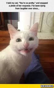 19 White Cat Memes Funny Animal Pictures Funny Cat Pictures Funny Animals