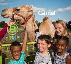 Finding the right place to call home in san antonio begins with finding the right neighborhood to fit located in south texas medical center in san antonio, texas, fountainhead apartments, is surrounded by an overabundance of amenities. Petting Zoos B3 Entertainment Productions Inc