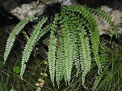 Image result for Asplenium rutshuruense