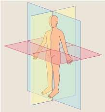 The frontal plane runs parallel to the long axis of the body produces anterior and posterior sections. Anatomical Body Planes And Sections Anatomy And Physiology