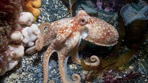 Eating octopus is haram (forbidden). Octopuses Found In Guernsey Waters After 50 Year Hiatus Bbc News