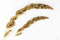 Image result for Echinochloa frumentacea