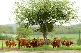 Une vache laitière à préserver, relevons le défi ! Elevage De Vaches Limousines Vente De Semence De Taureau A Sexcles 19 Gaec Alrivie Limousine