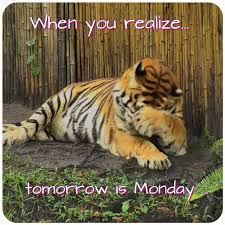 Andy Tiger S Version Of Happy Sunday Meme By Big Cat Friend Deb Quimby Big Cat Rescue Funny Animals Big Cats