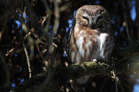 Shine it on the owl at night. Backyard Saw Whet Owl By Alex Lamoreaux Nemesis Bird