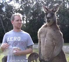 16 Super Jacked Kangaroos You Wouldn T Want As A Personal Trainer Kangaroo Baby Snow Leopard Cute Funny Animals