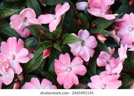 Image result for Impatiens irvingii