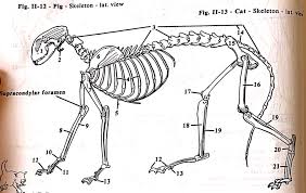 A number of different things can lead to your cat sustaining a front leg injury. Limb Bones Cat Diagram Quizlet