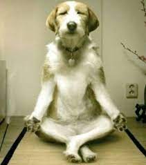 kopegimle meditasyon kopek kopek kopekler kopekseverler dogsofinstagram dogs of instagram dog dogs dogstagram dog doing yoga dog psychology dog yoga