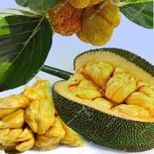 Jackfruit from seed may be more precocious than many other fruit, and trees may begin production in the 3rd to 4th year. 10 Pcs Fresh Seeds Tropical Rare Giant Seed Miracle Fruit Trees Jackfruit Seeds Garden Plants Flowering Plants Planting Okra Seeds Planting Broccoli Seedsplanting Snapdragon Seeds Aliexpress