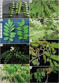 Image result for Dalbergia bracteolata