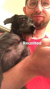 Finding a mini wirehaired dachshund breeder near VA