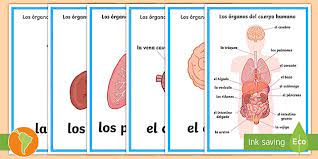 ¿qué órganos tenemos del lado derecho del cuerpo humano? Posters Los Organos Del Cuerpo Humano