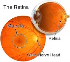 Image result for Retinal Anatomy