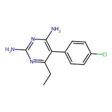 Image result for Sphaerocoryne gracilis