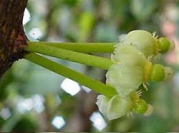 Image result for Garcinia livingstonei