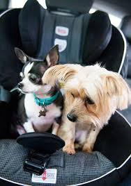 Rocky With Maggie Dog Cat Animals Dogs