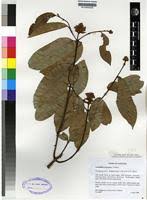 Image result for Landolphia owariensis