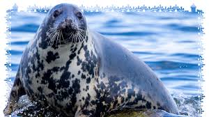 Walross tier seelöwe, seehund, tier, tiere, centerblog png. Robben Rettung Raubsaugetier Ist Keine Bedrohte Art Mehr Tiere