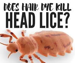 Meanwhile, it has not been medically confirmed, so you should try the recommended treatment for lice that we have discussed earlier. Does Hair Dye Kill Lice Holleewoodhair Hair Snips