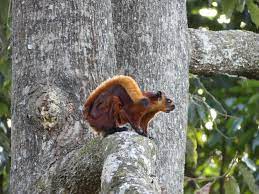 Red Giant Flying Squirrel Flying Squirrel Squirrel Red Giant