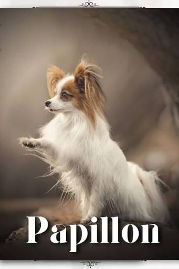 Papillon: Dog breed overview and guide: Pustova, Nina: 9798850576868:  Amazon.com: Books