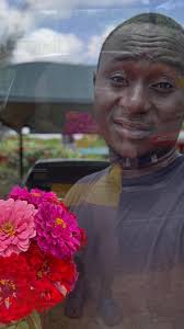 Harvesting zinnia flowers for fun
