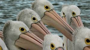 American white pelican, brown pelican, peruvian pelican, great white pelican. Outback Pelicans Pelican Facts Nature Pbs