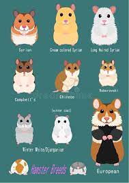 (i) you are not at least 18 years of age or the age of majority in each and every jurisdiction in which you will or may view the sexually explicit material, whichever is higher (the age of majority), (ii) such material offends you, or. Collection Of Hamster Breeds Stock Vector Illustration Of Face Animal 135389838 Hamster Habitat Hamsters As Pets Hamster Breeds