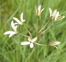 Image result for Kohautia microflora