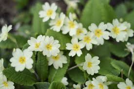 Image result for Phyllanthus polyanthus