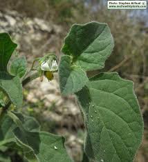 Image result for Solanum villosum