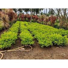 Check out our duranta plant selection for the very best in unique or custom, handmade pieces from our plants shops. Full Sun Exposure Golden Duranta Plant Sri Satya Poojitha Green Tech Nursery Id 22517062273