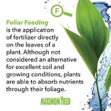 What Is Foliar Feeding Definition From Maximumyield In 2020 Feeding Nutrient Plants