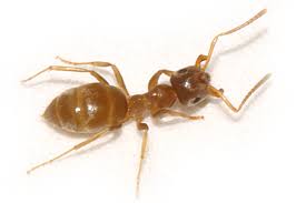 Nests can be eliminated through the use of insecticides. Paramount Exterminatingpest Library Ants Citronella Ants Paramount Exterminating