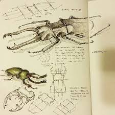 Insects N Y Peter Han Hatch Drawing Cross Hatching Drawings