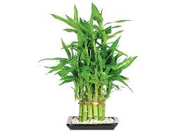 Your needs are important to us and we will respond to you promptly. Gardening 101 Lucky Bamboo Gardenista