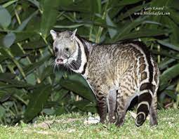 Large Indian Civet Viverra Zibetha Animals Wild Animals Mammals