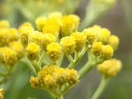 Image result for Helichrysum aureo-nitens