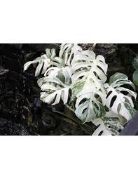 Image result for Selago albomarginata