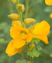 Image result for Chamaecrista falcinella