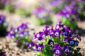 The flower field at carlsbad needs more varieties of flowers. 3099122 Beautiful Bloom Blooming Blooms Blossom Blossoming Blur Bokeh Bright Close Up Color Delicate Field Flowers Garden Growth Lilac Natural Nature Outdoors Petals Plants Purple Purple Flowers Season S 4k Wallpaper