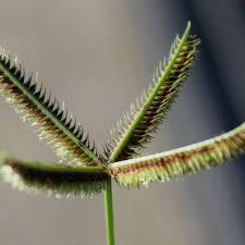 Image result for Dactyloctenium aegyptium