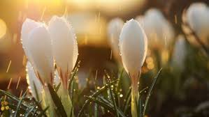 Find hd wallpapers for your desktop, mac, windows, apple, iphone or android device. Herunterladen 1920x1080 Full Hd Hintergrundbilder Fruhling Tropfen Regen Krokusse Weiss 1080p Blumentapete Fruhling Wallpaper Hintergrundbilder Fruhling