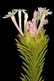 Image result for Gnidia virescens