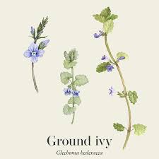 Image result for Glechoma  hederacea