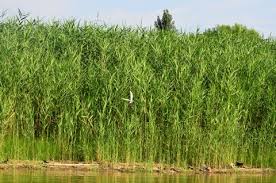 Image result for Phragmites australis