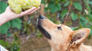 Are raisins poisonous for dogs? Can Dogs Eat Grapes Are Grapes Toxic For Dogs