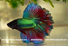 Fancy Halfmoon Betta Fish Betta Fish Betta Halfmoon Betta